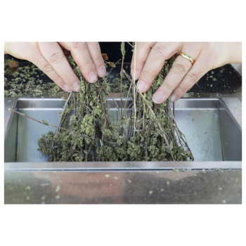 GT Gold Xs Blattentferner und Schäler Agritech Store