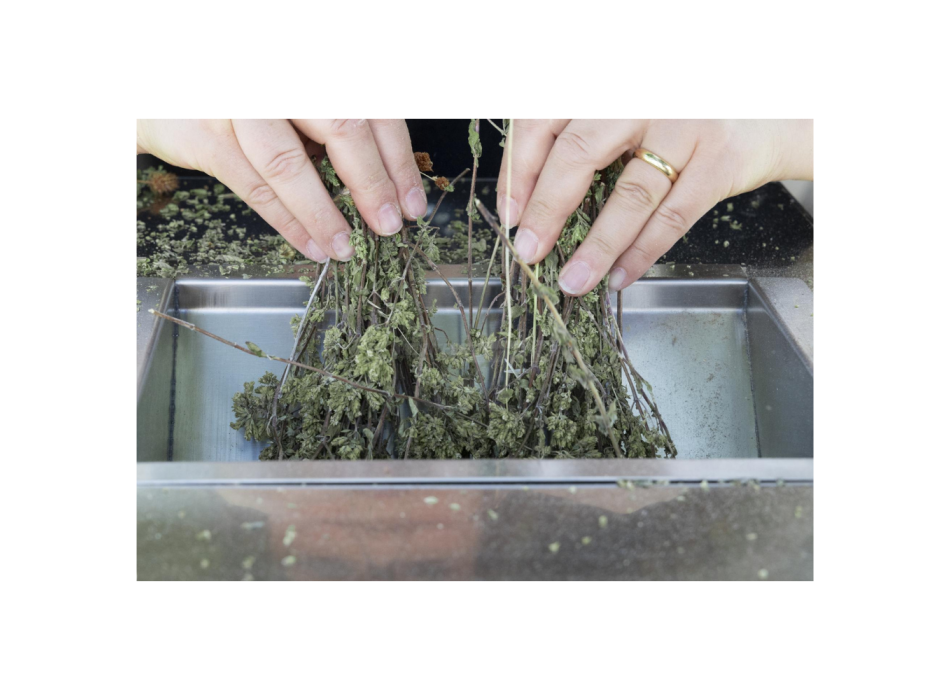 GT Gold Xs Blattentferner und Schäler Agritech Store